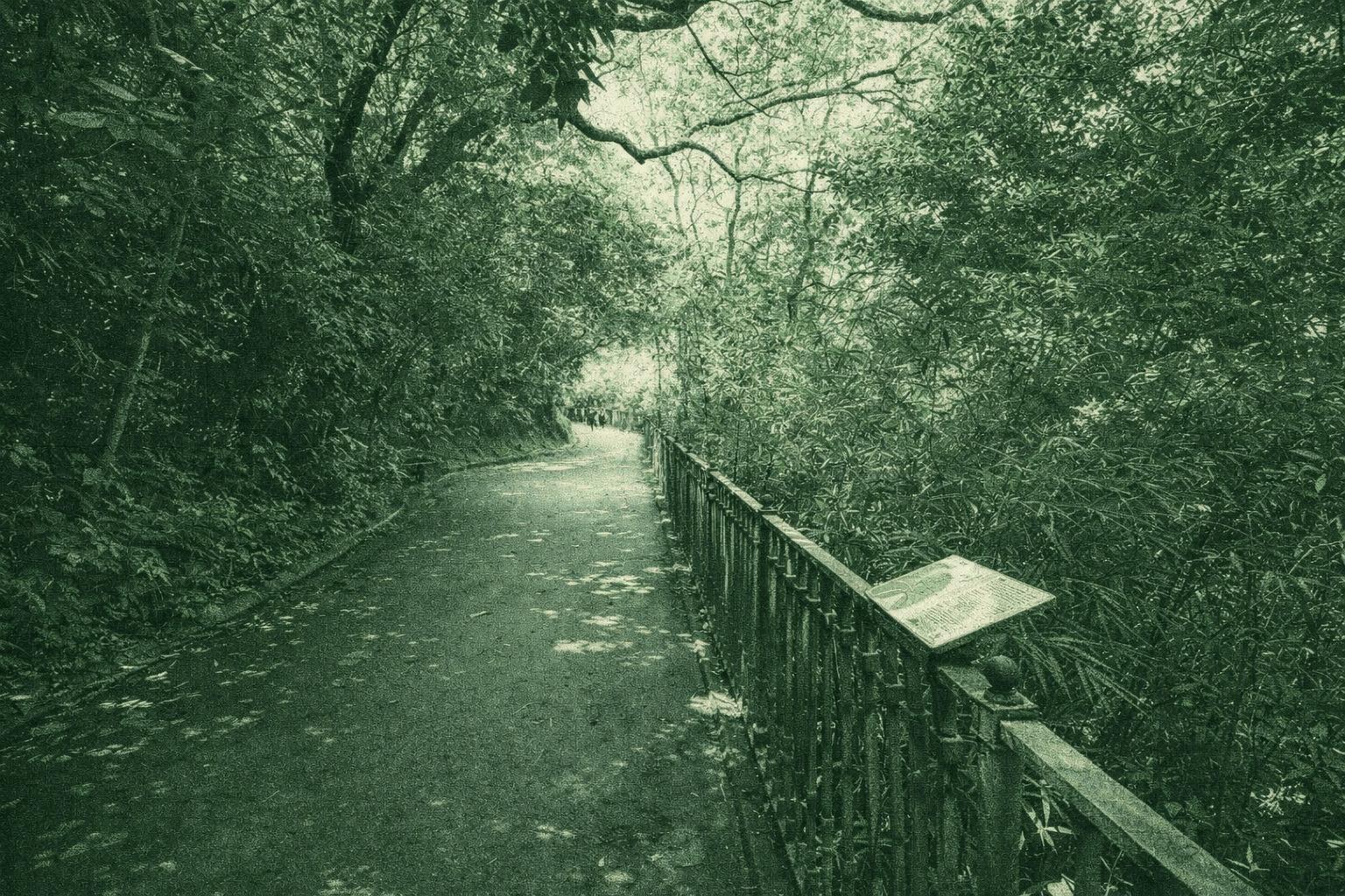 Pok Fu Lam Tree Walk