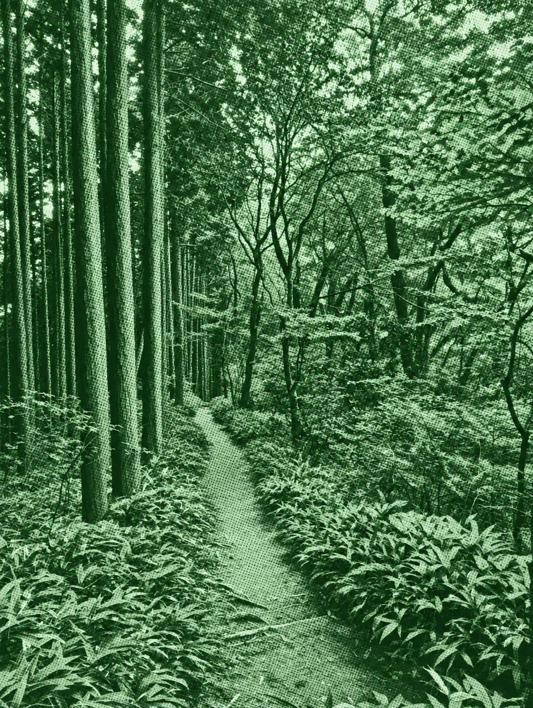 Mt. Kongo: Tsutsujiodani Route