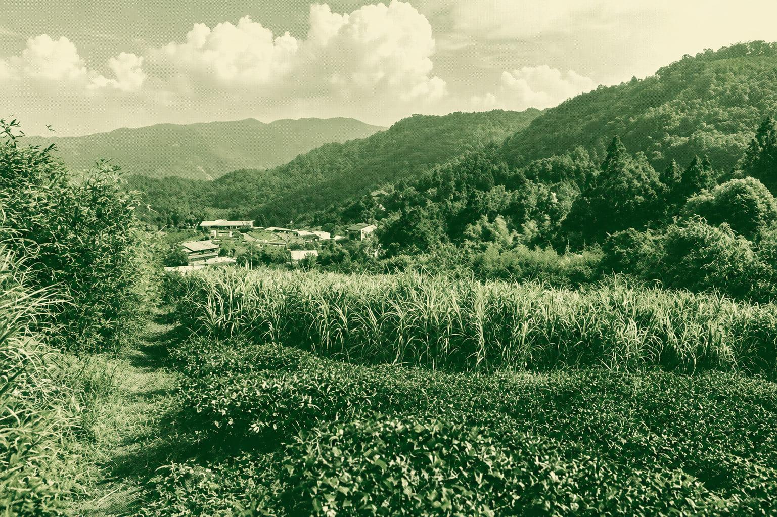 YUANMAO MOUNTAIN AND WESANGBUSHAN MOUNTAIN TRAIL