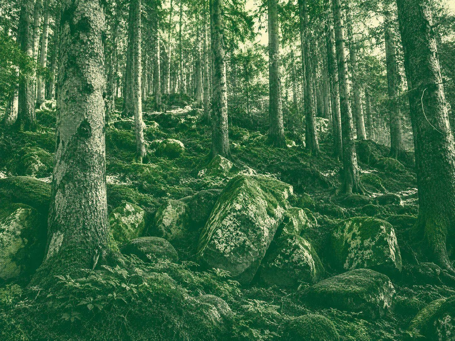 Peterstaler Schwarzwaldsteig