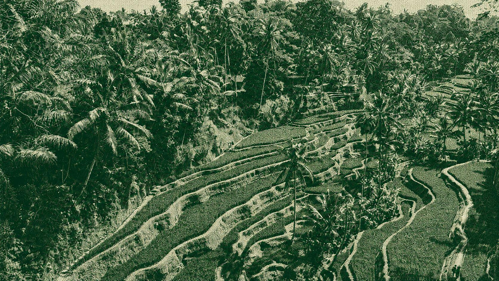 Sawah Terasering Tegallalang