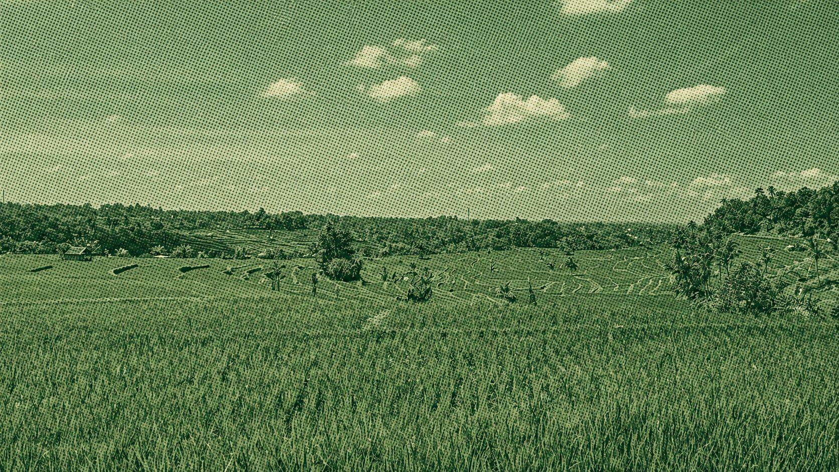 Sawah Terasering Jatiluwih