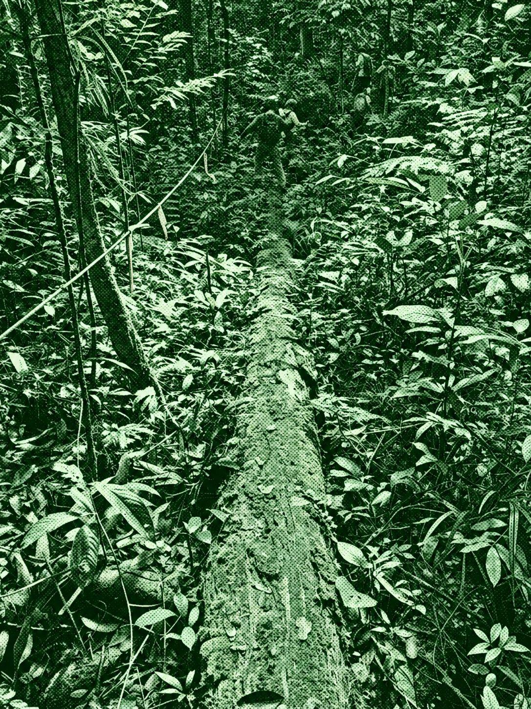 Maxwell Hill To Green Mountain