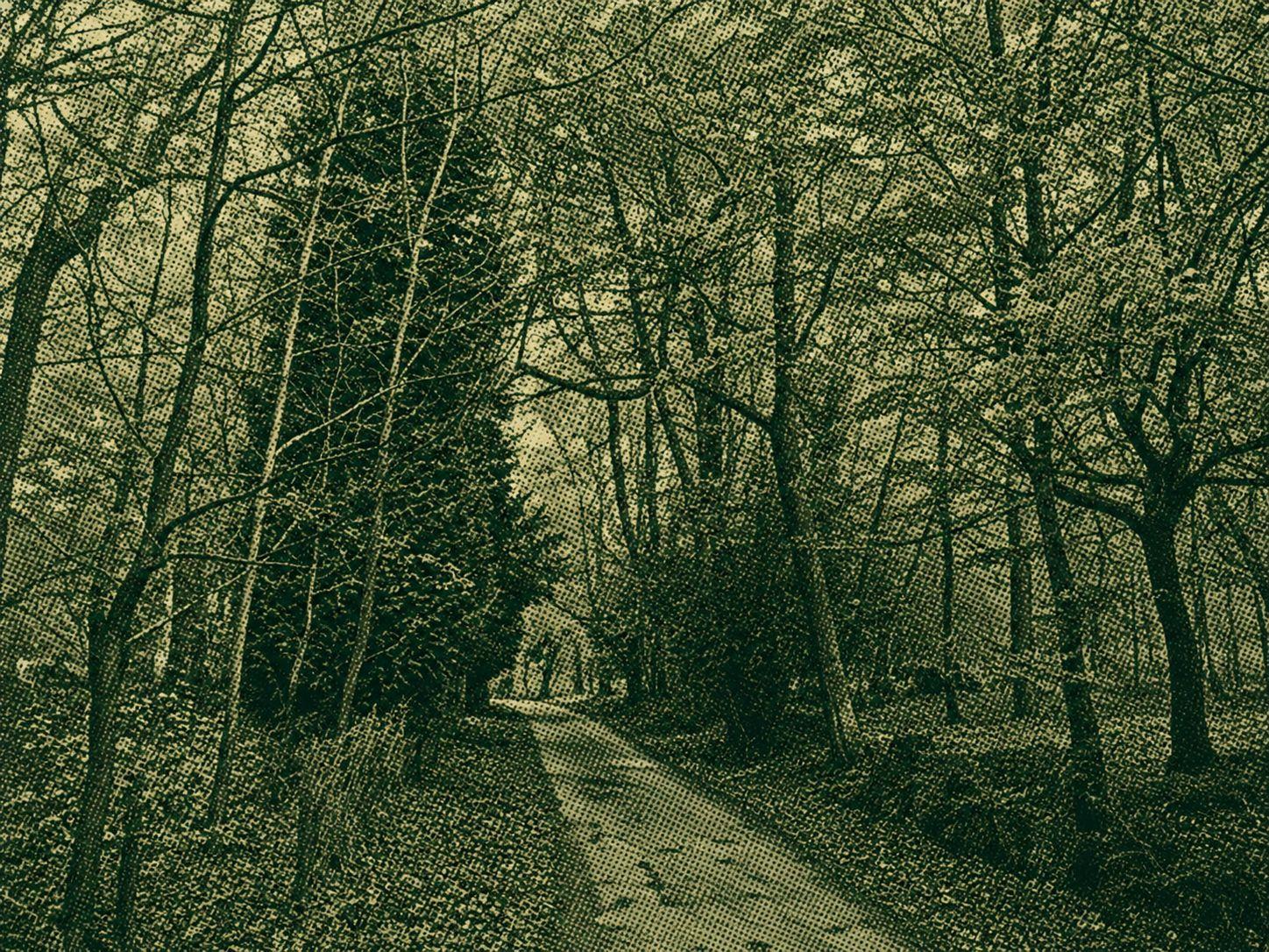 Ashdown Forest and Five Hundred Acre Wood loop — High Weald