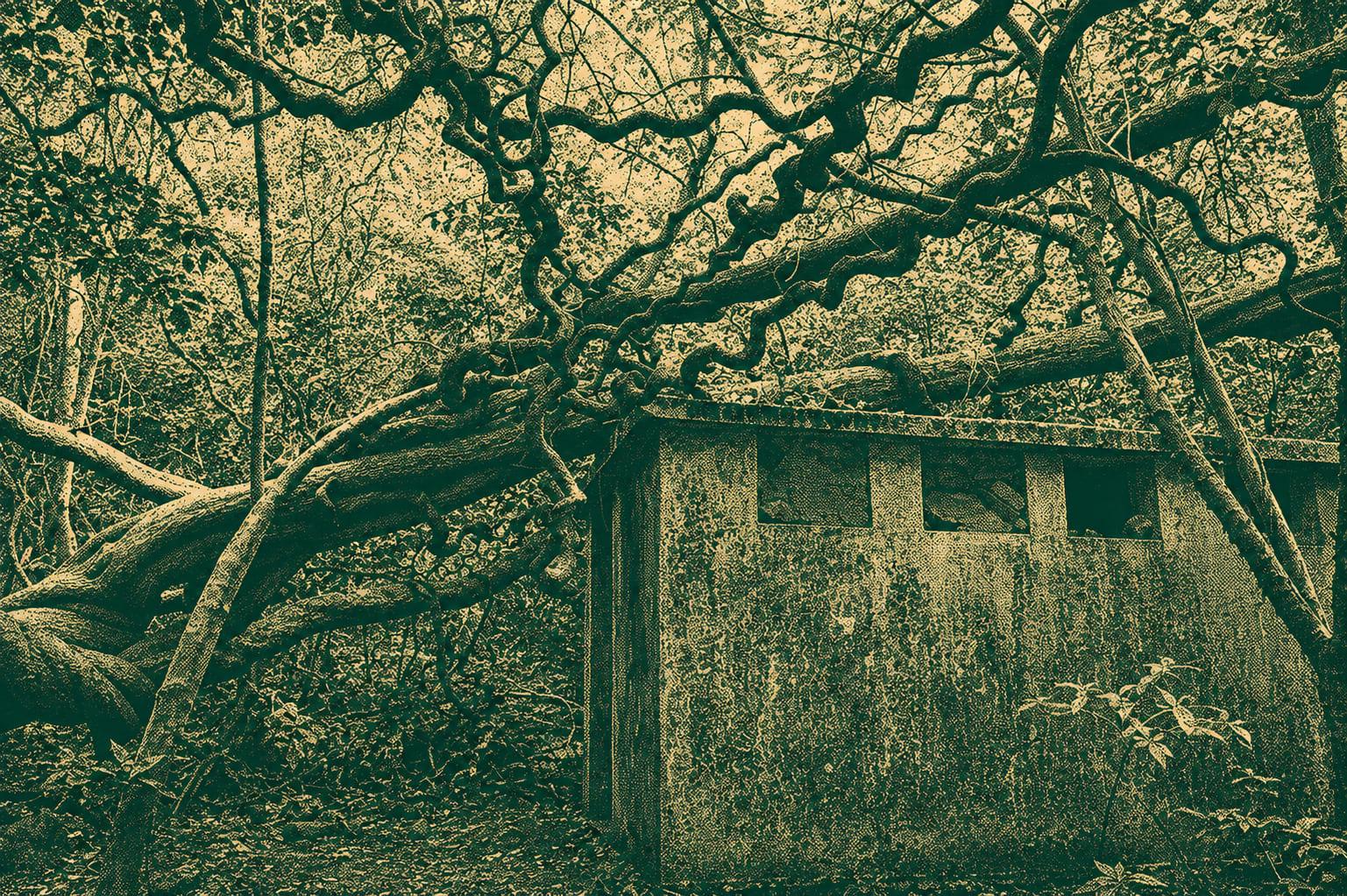 Pak Kong Ancient Trail