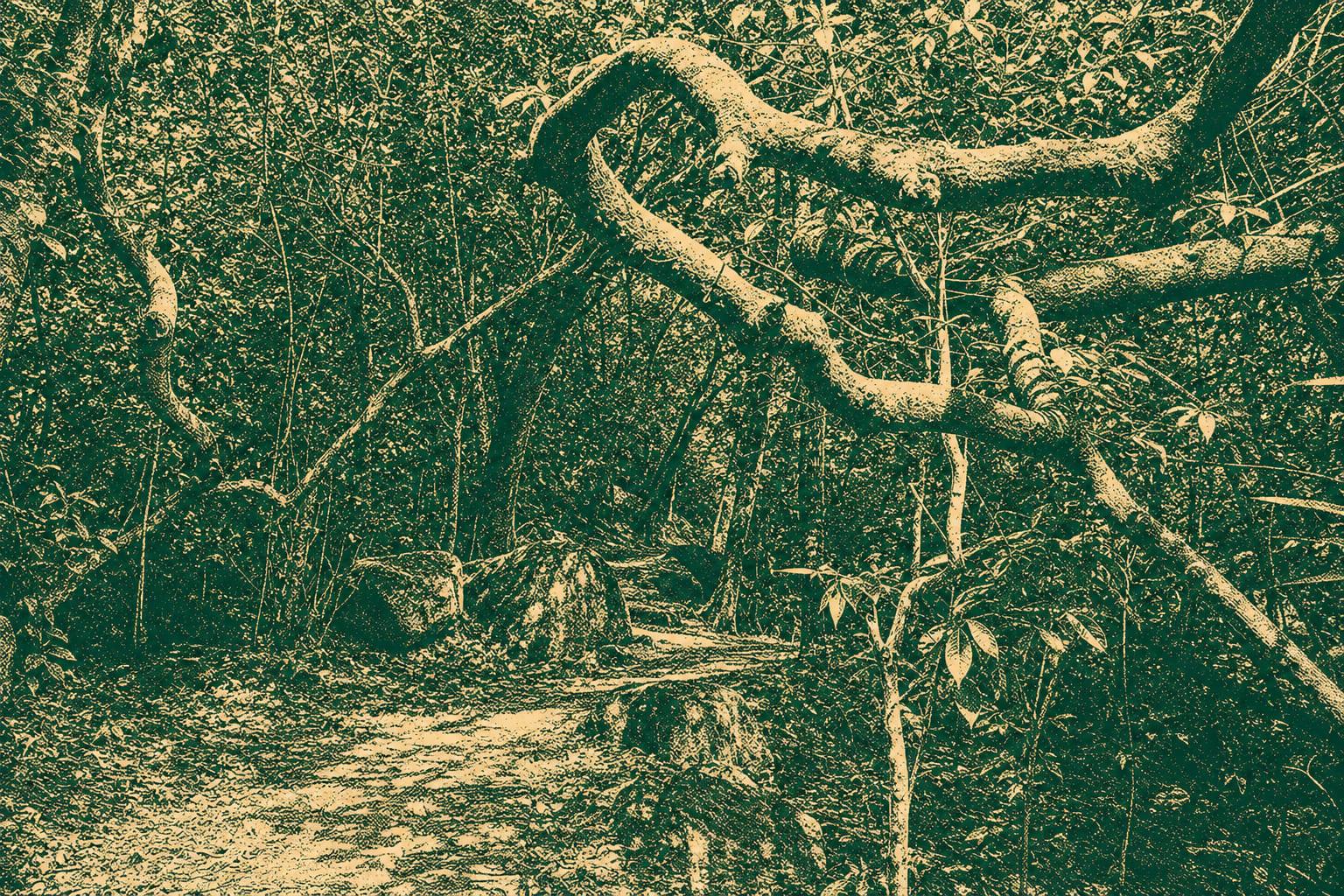 Kin Lung Ancient Trail