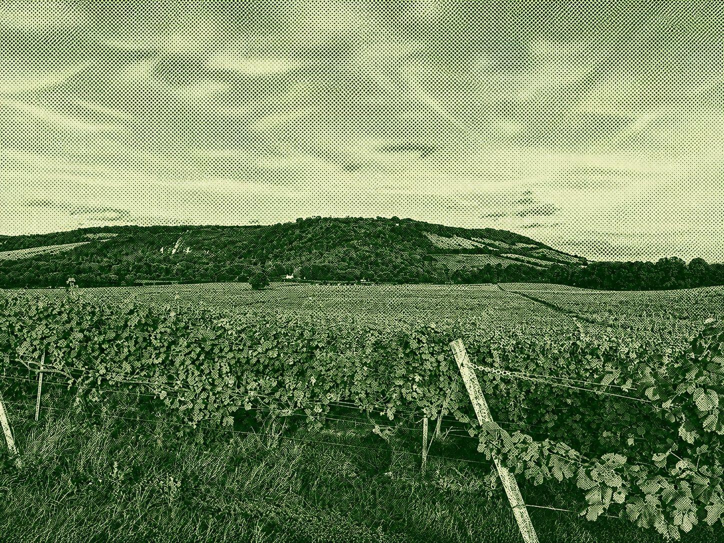 Box Hill, Mickleham & Denbies Loop